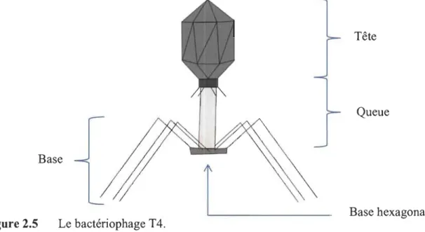 Figure 2.5  Le bactériophage T4. 
