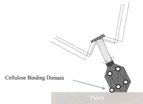 Figure  2.9  Adhésion du phage par la méthode du« Cellulose Binding Domain ». 