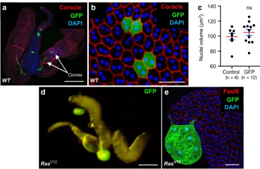 Fig. 2 Drosophila accessory gland is subjected to oncogene-dependent epithelial cells division and extrusion