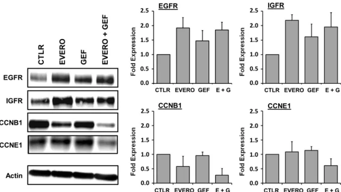 Figure 5.  Western blot analysis of proteins encoded by genes differentially expressed in the CAL-51 cell line  after exposure to gefitinib and everolimus