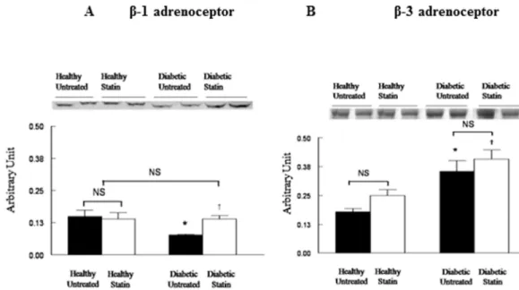 Fig 3. Representative western blot and densitometric data reflecting protein expressions of β1-adrenoce- β1-adrenoce-ptor (Panel A) and β3-adrenoceptor (Panel B) in left ventricles homogenates of healthy or diabetic rats, treated or not by atorvastatin (50