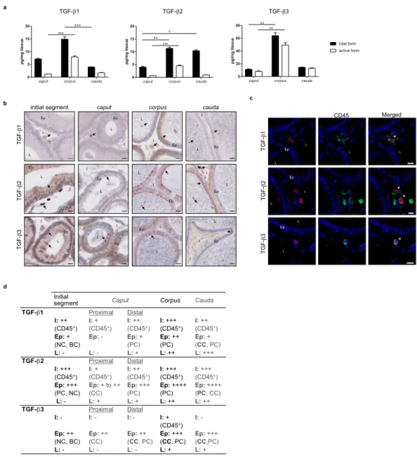 Figure 1.  Quantification and localisation of the TGF- β isoforms in adult mice. (a) Concentrations of the  total and active forms of the three TGF-β isoforms were determined by ELISA in the caput, corpus, and cauda  epididymides of 5 month-old mice (pg/mg