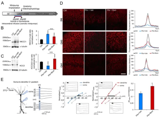 Figure 3.  In vivo  bumetanide application rescues NKCC1 expression and KCC2 function at d5pSE