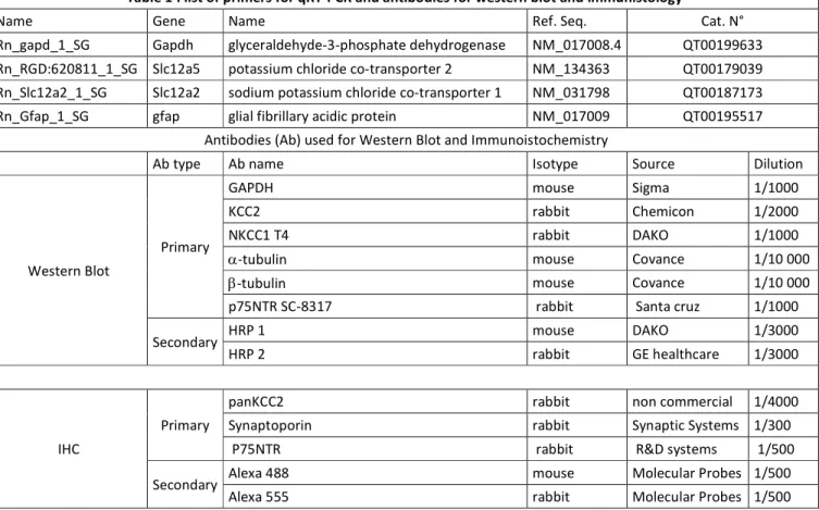 Table 1 : list of primers for qRT-PCR and antibodies for western blot and immuhistology 