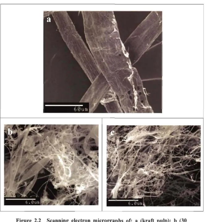 Figure  2.2  Scanning  electron  micrographs  of:  a  (kraft  pulp);  b  (30  passes  through  the  refiner  +  2  passes  through  the  homogenizer pulp);  c (30 passes through the refiner  +  30  passes  through  the  homogenizer  pulp)