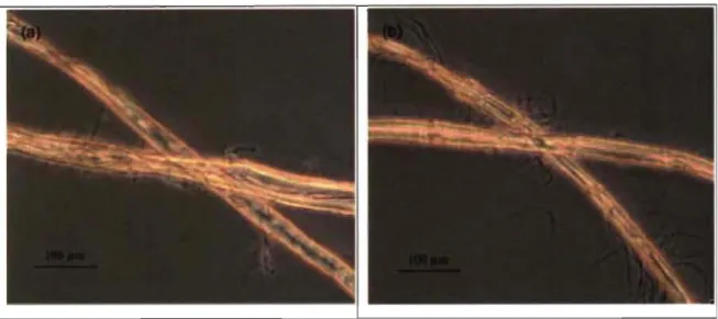 Figure  2.6  Phase  contrast  images  of  highly  beaten  fines  free  fibers  without  polymer  treatment  (a),  treated with  dispersing  polymer, CMC (b)  [32] 