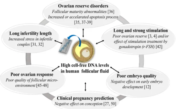Fig 5. Schematic model summarizing the significant relationships between cell-free DNA levels in human follicular fluid (FF) and: infertility length, ovarian reserve status, ovarian stimulation, ovarian response to stimulation, embryo development and clini