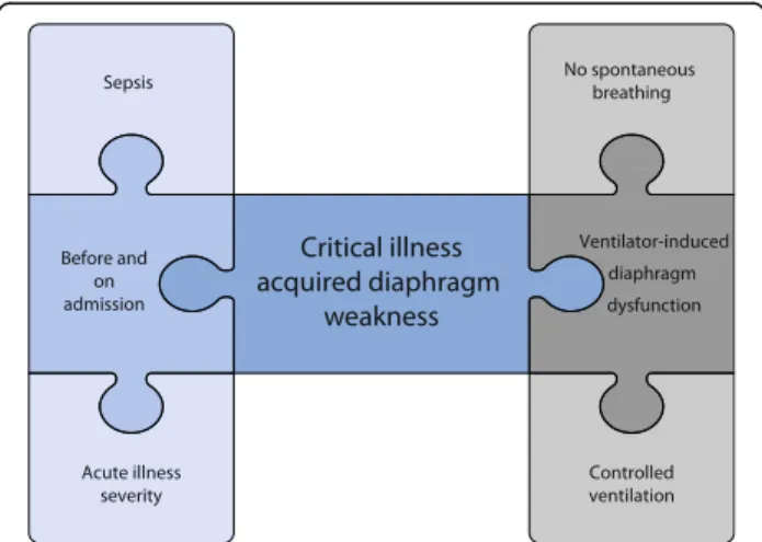 Fig. 2 Main factors contributing to diaphragm weakness before and on ICU admission and after exposure to mechanical ventilation