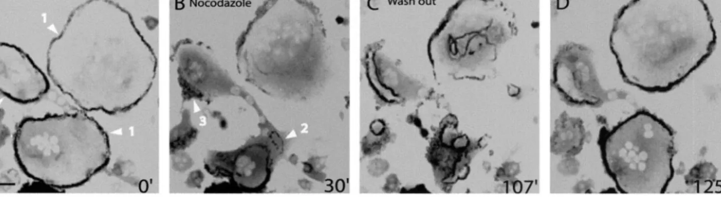 Figure 7. Models of podosome internal dynamics and podosome self-patterning. The integrins and associated proteins such as  vincu-lin and paxilvincu-lin surround the  ac-tin core and presumably induce the formation of a patch of  cortac-tin/WASP-Arp2/3 tha