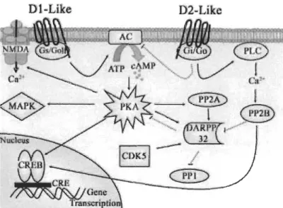 Figure 1.7  Schéma de  la signalisation cellulaire dopaminergique.  (Tirée de M.  Lebel  [52].) 