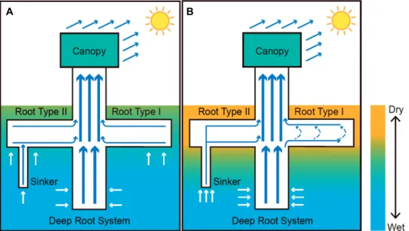 Figure 1 Hydraulic flows in P. tomentosa depending on soil water content (A wet in blue; B dry in yellow)