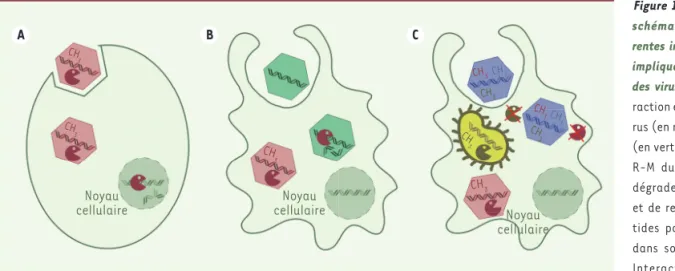 Figure 1. Représentation  schématique des  diffé-rentes interactions virales  impliquant le méthylome  des virus géants