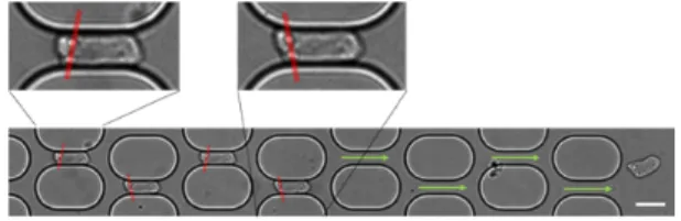 Fig. 5. Asymmetric motion in the channels. Superimposed images of a cell passing through the network
