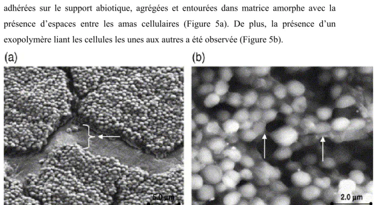 Figure 5 : Observation de S. xylosus C2a en biofilm par microscopie environnementale à 48 h sur lame  d’acier en milieu TSB (Planchon et al., 2006) 