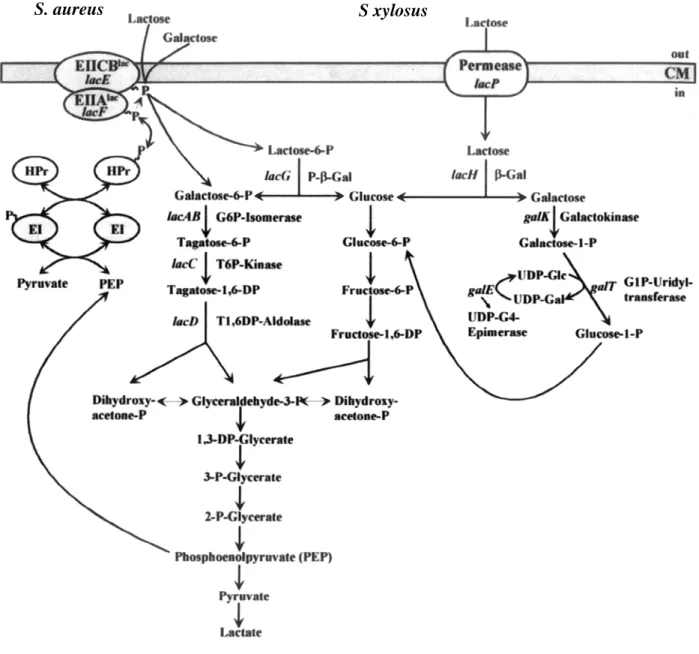 Figure 10 : Voies cataboliques alternatives du lactose chez les staphylocoques   (Brückner &amp; Rosenstein, 2006) 