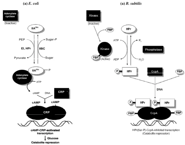Figure 11 : Modèle hypothétique de la répression catabolique induite par le système  phosphotransférase du système PTS  chez (a) E