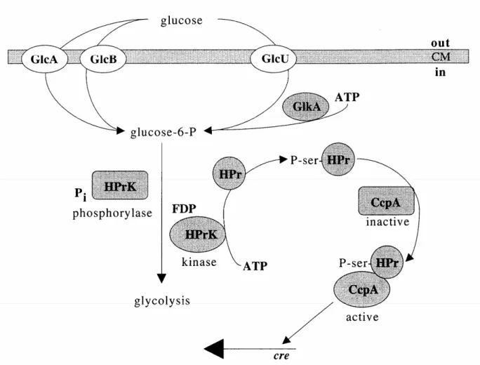 Figure 12 : La répression catabolique du glucose par la protéine CcpA chez les staphylocoques  (Brückner &amp; Rosenstein, 2006) 