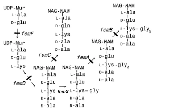 Figure 14 : Réactions de synthèse des précurseurs du peptidoglycane inhibées chez les  différents mutants fem 