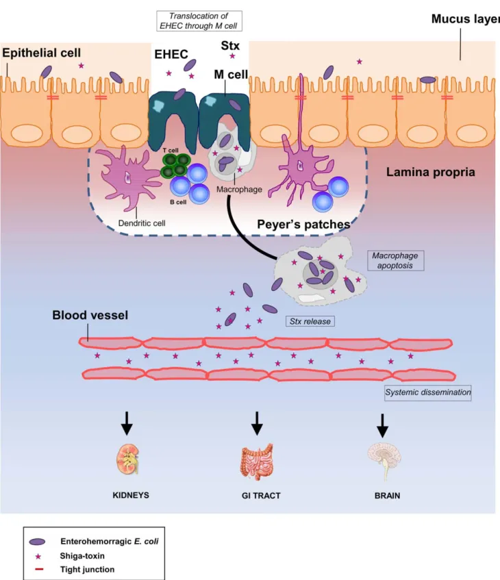 Figure 7. New working model for EHEC infection in humans. The diagram shows a monolayer of intestinal epithelial cells with EHEC infection in the lumen
