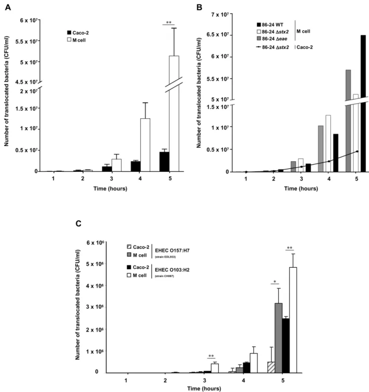 Figure 2. In vitro translocation of EHEC strains across human M cell monolayers. The number of translocated bacteria (CFU/ml) at 1 to 5 h post infection was determined in M cell monolayers versus control Caco-2 monolayers, for EHEC 86-24 Dstx2 (O157:H7) (A