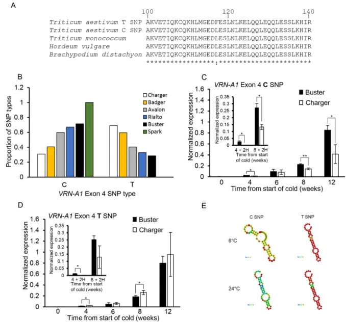 Fig. 2. VRN-A1 haplotypes are differentially regulated within the same genotype. (A) Protein sequence alignment highlighting the conserved location of the C/T SNP