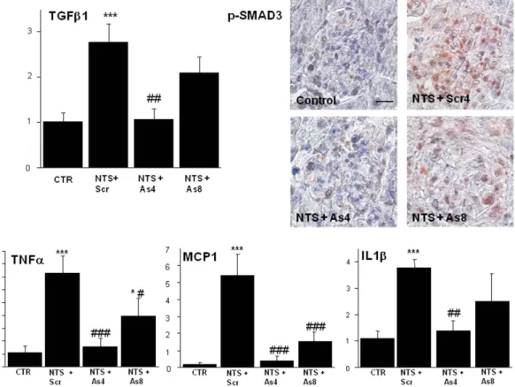 Figure 6.  Treatment with DDR1 antisense inhibited the synthesis of pro-fibrotic and pro-inflammatory  mediators