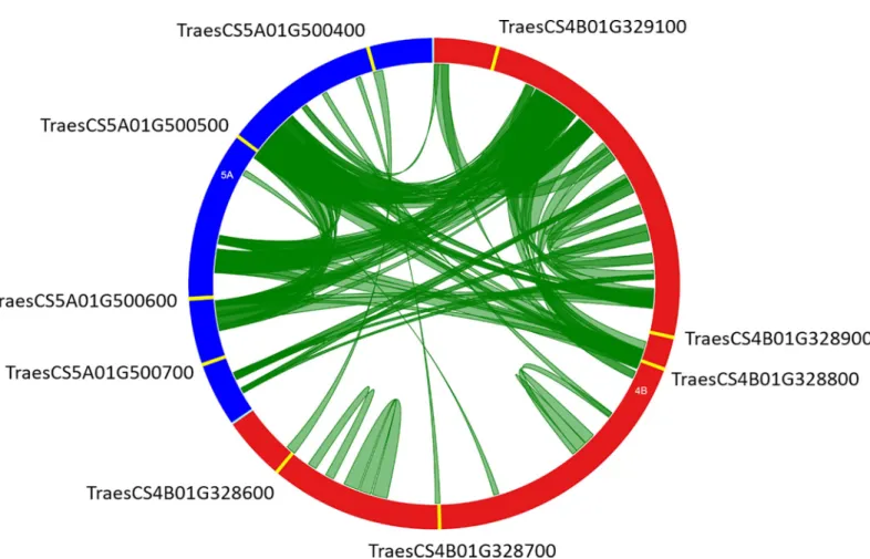 Fig 3. Circos diagram of chromosomes 4B (red, 396.990 Kb) and 5A (blue, 209.278 Kb) genomic regions containing nine TaNAC genes (yellow features)