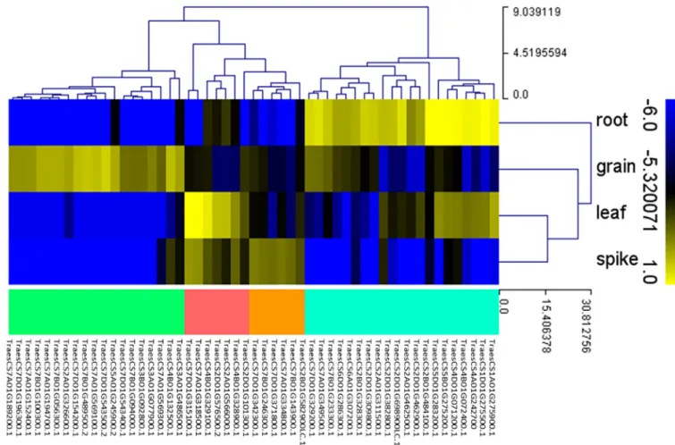 Fig 6. Heat map of 52 TaNAC genes expression profile in four organs (grain, spike, leaf, and root), using the RNAseq data of Choulet et al