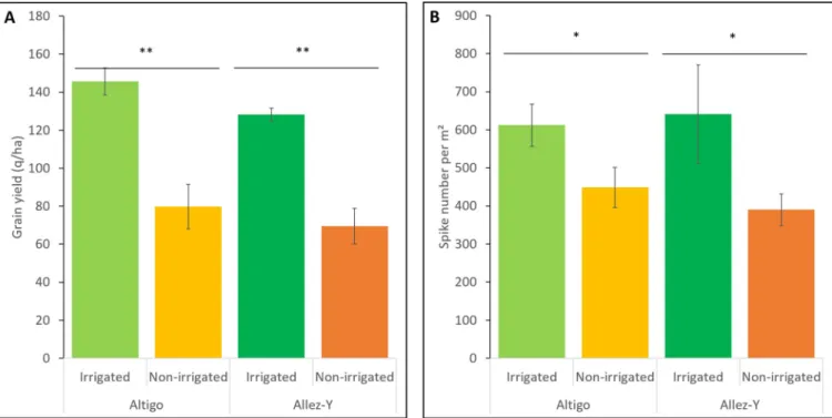 Fig 7. Drought effect on the grain yield (q/ha) (A) and spike number per m 2 (B) of two genotypes (Altigo and Allez-y)
