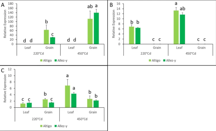 Fig 8. RT-qPCR analysis of three TaNAC genes (TraesCS5A01G245900.2 (A), TraesCS7D01G315100.1 (B), and TraesCS2A01G101100.1 (C)) in leaves and grains at 220˚Cd and 450˚Cd in irrigated conditions