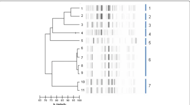 Fig. 3 Dendrogram analysis and virtual gel images of DiversiLab rep-PCR fingerprinting system (bioMérieux) for the 11 E