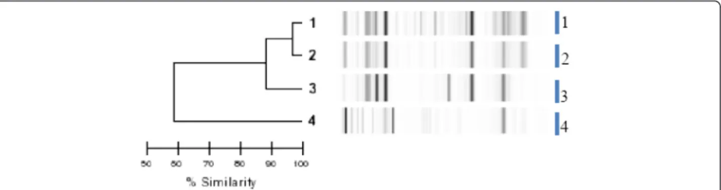 Fig. 5 Dendrogram analysis and virtual gel images of DiversiLab rep-PCR fingerprinting system (bioMérieux) for the 4 K