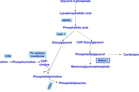 Fig. 2 Phospholipids remodelling pathways — selected steps (modified from Lamari et al.