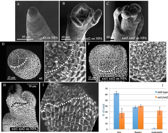 Fig. 7. Effect of xxt1 xxt2 double mutation on organ production. (A-C) SEM images depicting the SAM phenotypes of the xxt1 xxt2 double mutant grown on NPA compared with the wild type (Col-0)