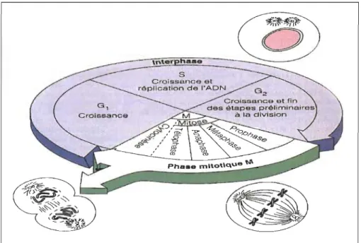 Figure 1.2:  Le cycle cellulaire. 