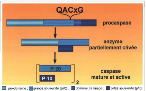 Figure 1.4:  Structure et activation des caspases. 