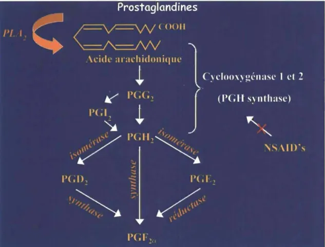 Figure 1.11:  Schématisation  de  la  conversion  de  l'acide  arachidonique  en  prostaglandines par les cyclooxygénases