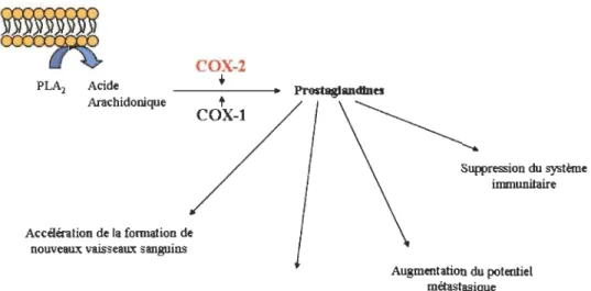 Figure  1.12:  Le rôle de  COX-2  dans la progression du cancer. 