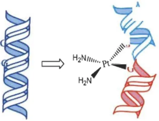 Figure 1.4  Déformation de  l'ADN induite par des  agents  alkylants.  (Tirée et adaptée  de Patel et al., 2013.) 
