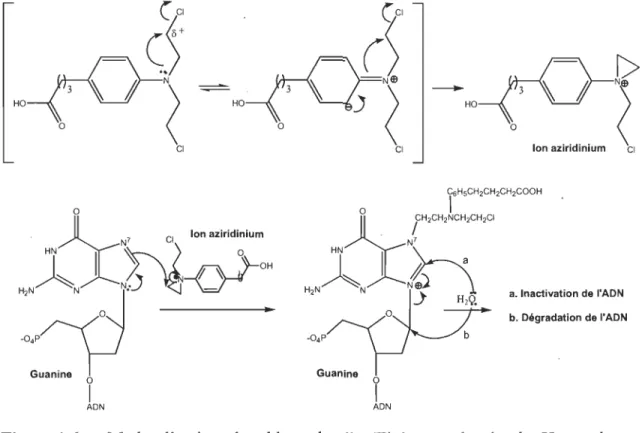 Figure 1.6  Mode  d' action  du  chlorambucil.  (Tirée  et  adaptée  de  Hemandez  et  Rathinavelu 2006.) 