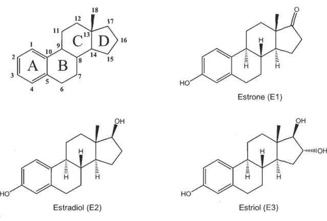 Figure  1.9  Les estrogènes naturels: estrone (El), estradiol (E2) et estriol (E3). 