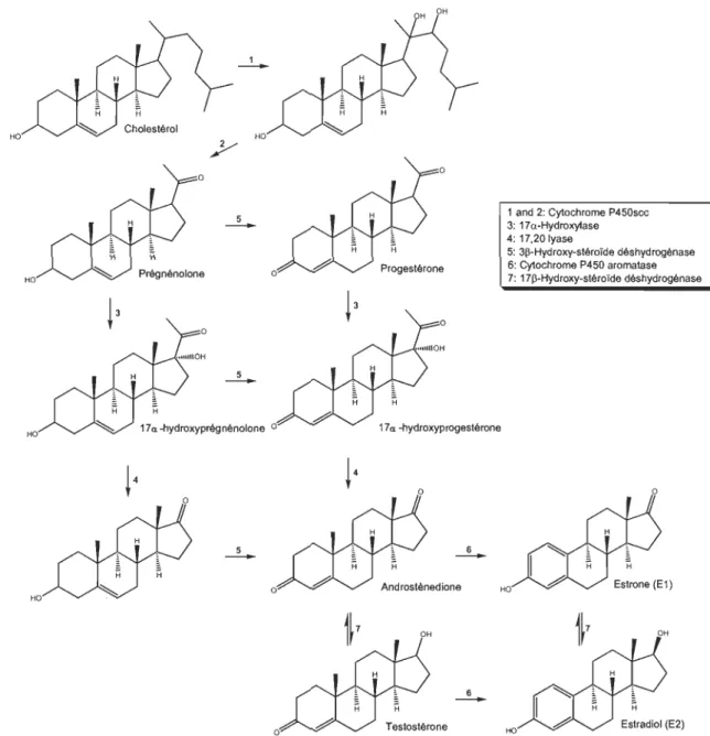 Figure 1.10  Biosynthèse  des  stéroïdes.  (Tirée  et  adaptée  de  Thibault  et  Levasseur,  2001.) 