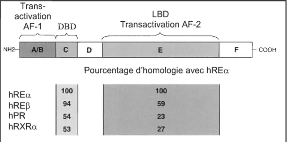 Figure 1.12  Représentation  et  analogie  entre  les  récepteurs  aux  estrogènes  alpha  (hREa)  et  bêta  (hRE~)  chez  l'humain