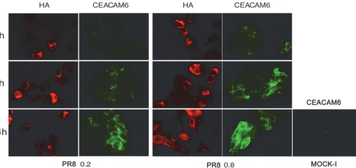 Fig 4. Influenza virus enhances exposure of CEACAM6 receptor in intestinal cells. Caco-2 cells were infected with PR8 at 0.2 and 0.8 MOI and maintained for 4, 6 and 24 hrs at 37°C
