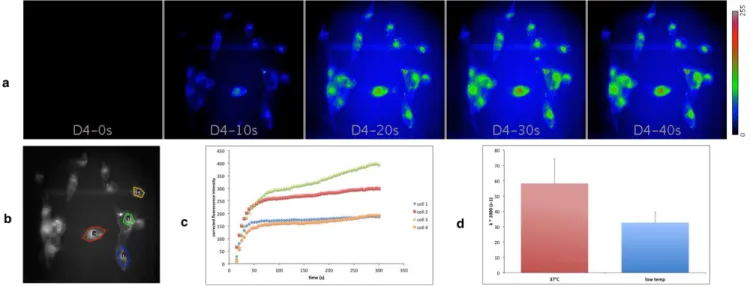 Figure 4. Real time monitoring of uptake of compound 1 by MDA-MB-231 cells. (a) Fluorescence images of living cells exposed to  500 nM of 1 at 37°C at selected time points