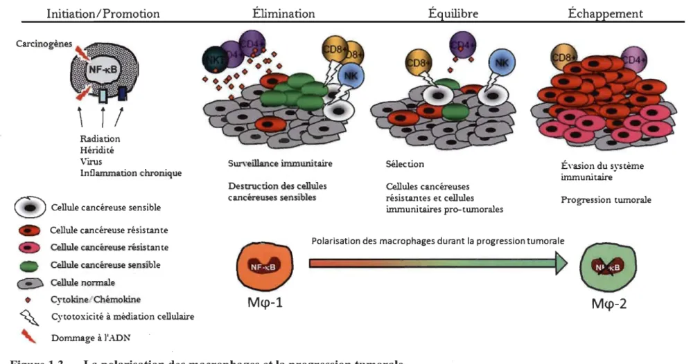Figure 1.3  La polarisation des macrophages et la progression tumorale. 