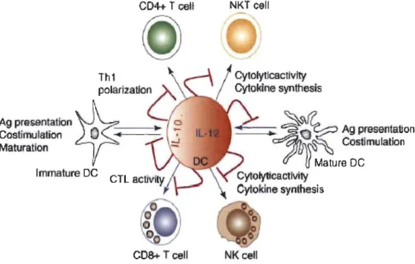 Figure 1.6  Le système CD40/CD40L et  la  présence d'IL-lO. 