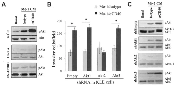 Figure 6  Mcp-l  induced tumor cell invasion via tumor cell PI3K1Akt2 signaling  pathway activation