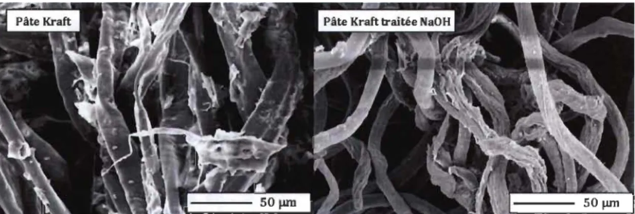 Figure 4-2 : Comparaison des fibres de pâte Kraft avant et après traitement  à  la soude