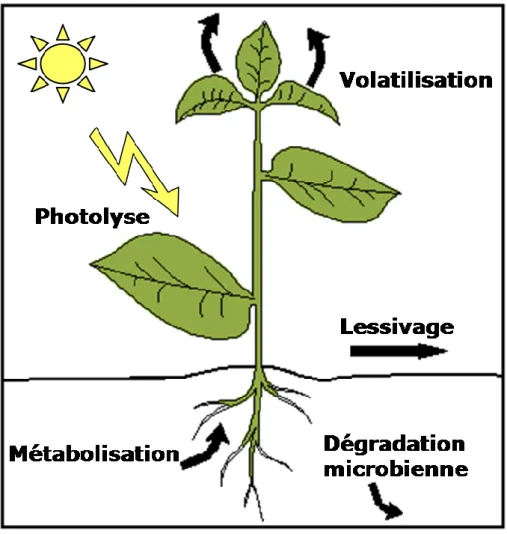 Figure 1 : Schéma représentant les voies de dissipation d’un pesticide en milieu naturel